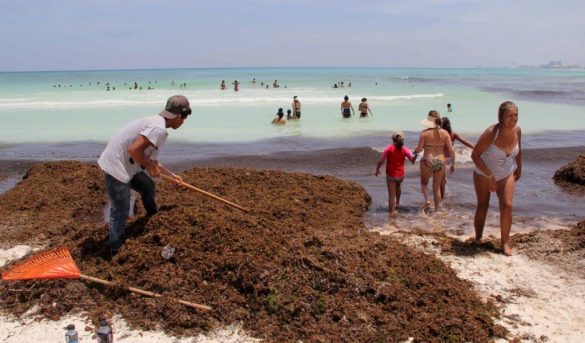 La molestosa presencia del Sargazo en las playas dominicanas