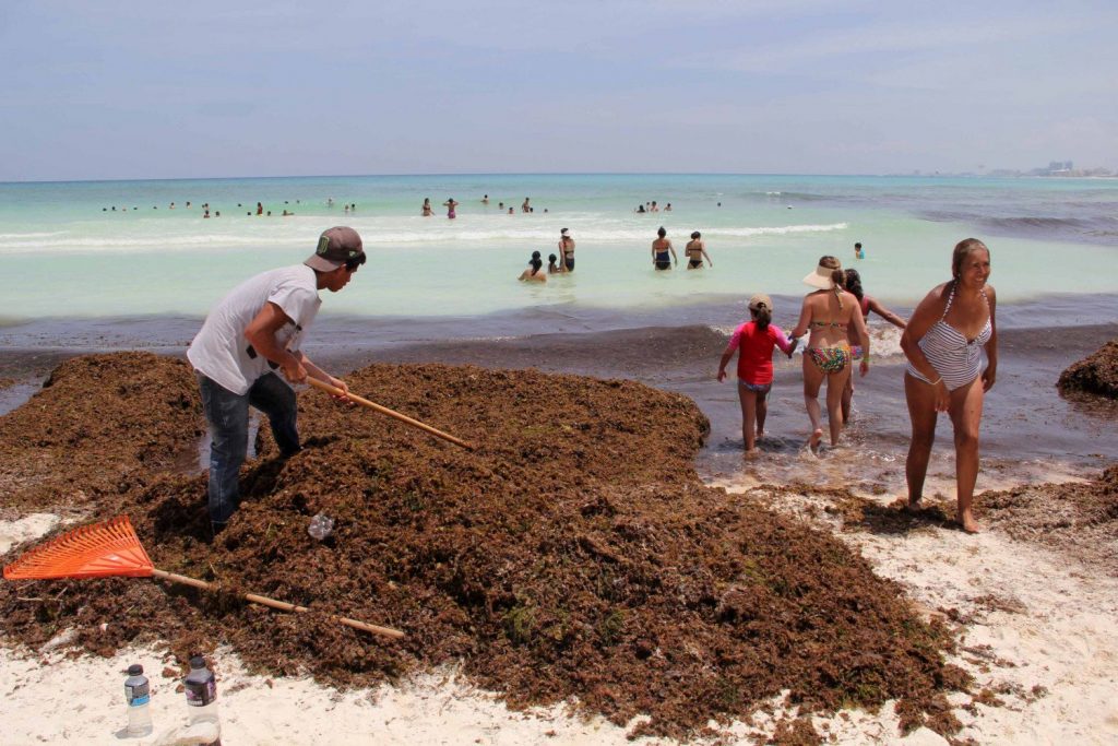 La molestosa presencia del Sargazo en las playas dominicanas