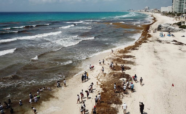 El Sargazo ha impactado 49 playas nacionales