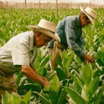 El tabaco, otro gran atractivo de inversiones y turistas en Dominicana