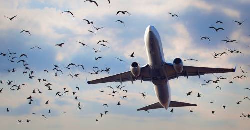 Aerodom elimina focos de atracción de aves tras choque con aviones