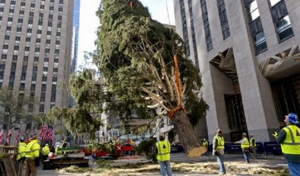 Neoyorquinos reciben con entusiasmo al famoso árbol del Rokefeller Center