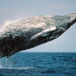 Ministerio de Medio Ambiente publica método y procedimiento para observación de Ballenas
