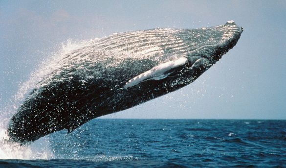 Ministerio de Medio Ambiente publica método y procedimiento para observación de Ballenas