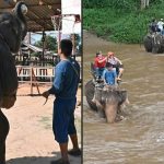 La esclavitud de los elefantes en Tailandia debido al turismo de animales