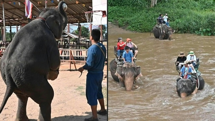 La esclavitud de los elefantes en Tailandia debido al turismo de animales