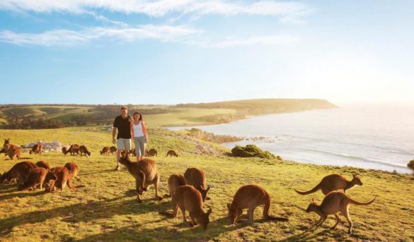 Se reanuda el turismo en la isla Canguro tras los incendios