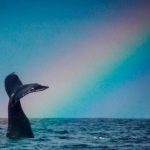 Las ballenas jorobadas volverán a su santuario dominicano