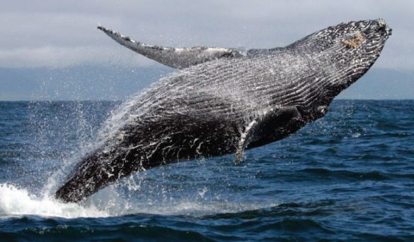 Hoy Miércoles 15 de Enero, se inicia oficialmente la temporada de Ballenas Jorobadas, MITUR espera se dinamice turismo de Samaná