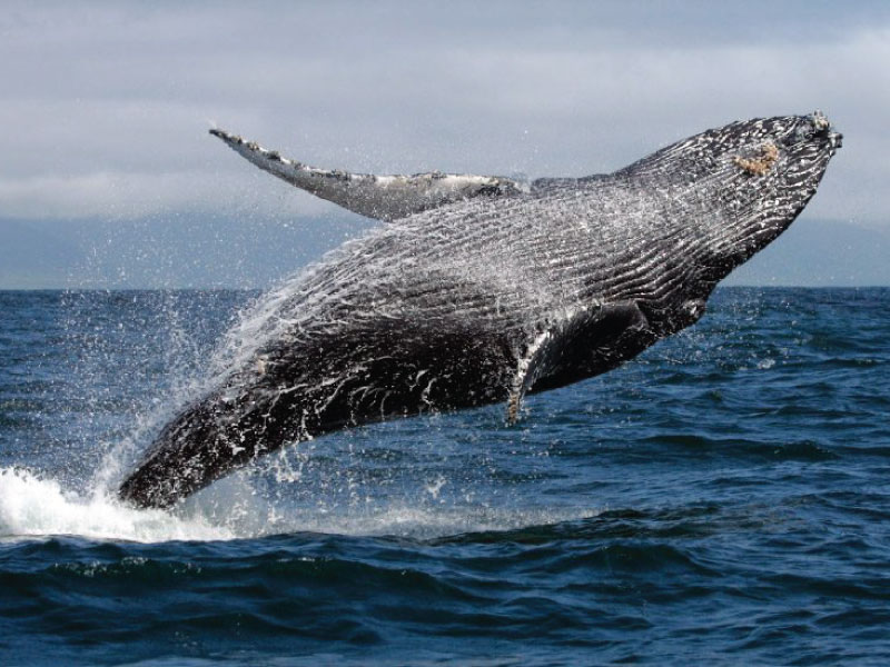 ballenas-jorobadas-portada