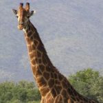¿Puede ser responsable un turismo con animales como el de África?
