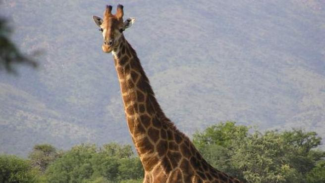 ¿Puede ser responsable un turismo con animales como el de África?