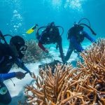 Grupo Puntacana obtiene financiamiento del Fondo de Biodiversidad del Caribe para restauración de Corales