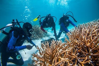 Grupo Puntacana obtiene financiamiento del Fondo de Biodiversidad del Caribe para restauración de Corales