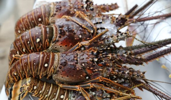 La langosta en veda hasta el 30 de junio