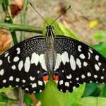 La metamorfosis de una bella mariposa invasora