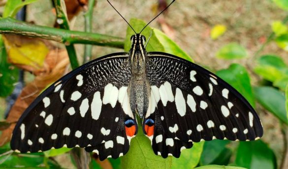 La metamorfosis de una bella mariposa invasora