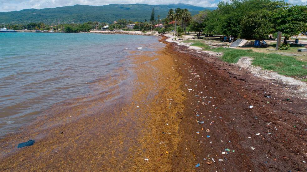 Entre abril y junio aumentará presencia de sargazo en la región del Caribe