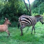 Una cebra se escapa de un parque nacional y después pare un cebrasno