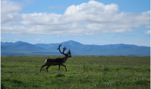 Un caribú en el Refugio Nacional de Vida Silvestre del Ártico en Alaska