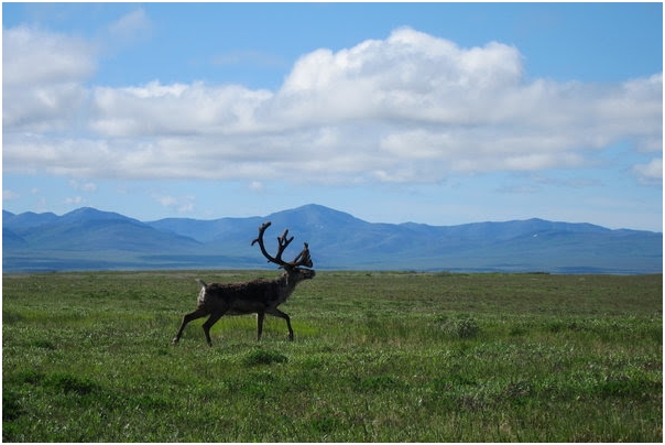 Un caribú en el Refugio Nacional de Vida Silvestre del Ártico en Alaska