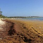 Vuelve el sargazo a playas dominicanas