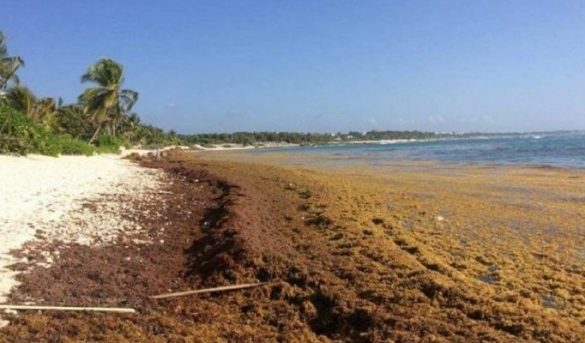 Vuelve el sargazo a playas dominicanas