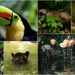 Centroamérica y República Dominicana, cuna de especies exuberantes