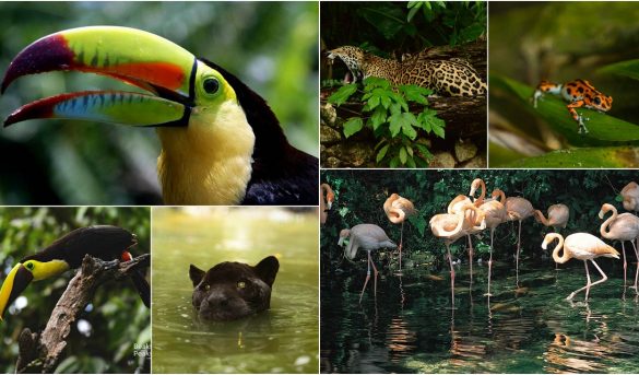 Centroamérica y República Dominicana, cuna de especies exuberantes