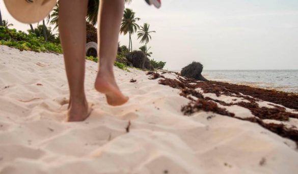 Llegan los turistas... pero también llega el sargazo