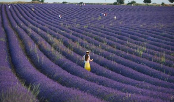 El pueblo de Guadalajara que tocó el cielo con sus campos de lavanda