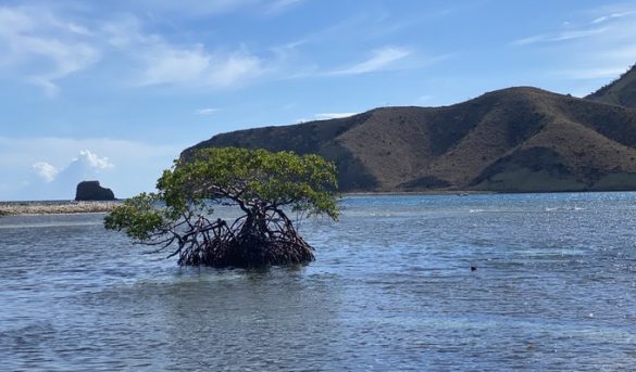 El morro, la bota y un mangle rojo en la Isla Cabra, Montecristi, República Dominicana