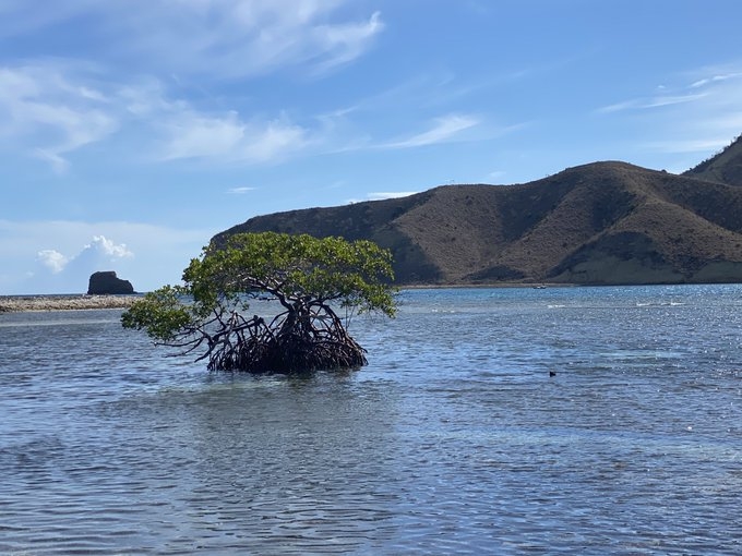 El morro, la bota y un mangle rojo en la Isla Cabra, Montecristi, República Dominicana