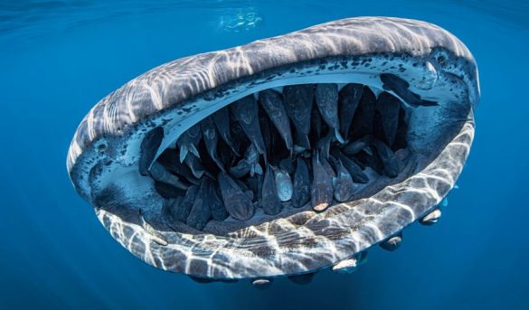 Esta es la mejor fotografía submarina del mundo en 2020