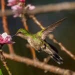El Banco Popular Dominicano invita a realizar turismo sostenible de observación de aves