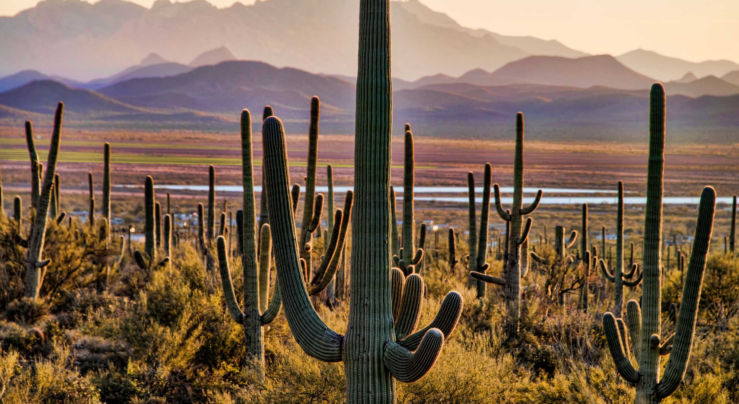 Saguaro_0