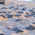 Espectaculares imágenes de miles de tortugas en peligro de extinción: nacieron en playas de Sonora gracias a la escasez de turistas por la pandemia de COVID-19. En la playa, donde regularmente nacen aproximadamente 500 tortugas al año, se ha registrado la eclosión de 2,289 quelonios
