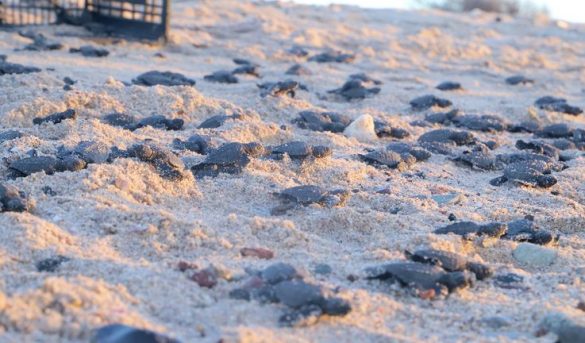 Espectaculares imágenes de miles de tortugas en peligro de extinción: nacieron en playas de Sonora gracias a la escasez de turistas por la pandemia de COVID-19. En la playa, donde regularmente nacen aproximadamente 500 tortugas al año, se ha registrado la eclosión de 2,289 quelonios