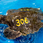 En Miami, Florida rescatan docenas de Tortugas Marinas congeladas