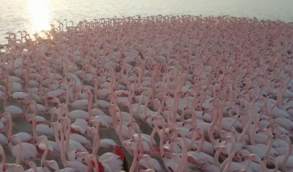 El espectáculo rosa de miles de flamencos al norte de Kazajistán
