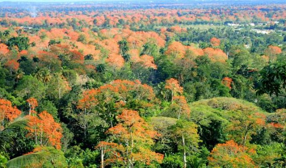 Campo de Amapolas en la zona de San Francisco, Tenares y Salcedo, República Dominicana