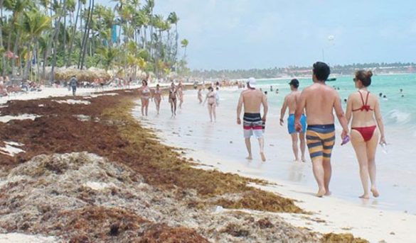 El sargazo desafía la recuperación del turismo