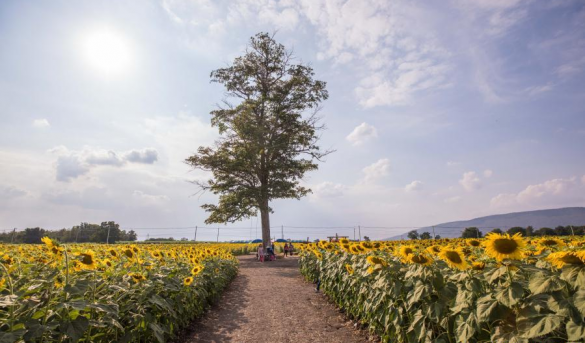 Campo de girasoles en  Lopburi, Tailandia