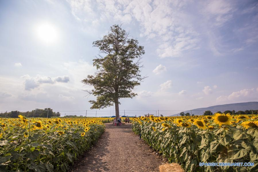 Campo de girasoles en  Lopburi, Tailandia