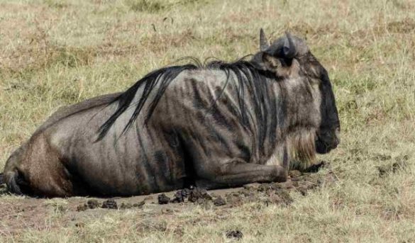 Los viajes de lujo caen un 85% en lo que va de año pero se animan de cara a Navidad