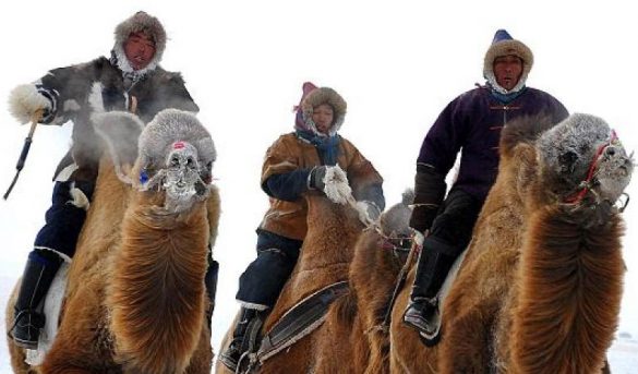 China celebra una espectacular carrera de camellos y caballos a 30 grados bajo cero