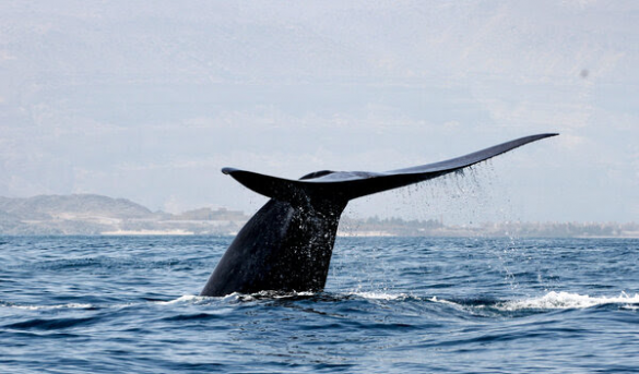 Una ballena azul en el Océano Índico