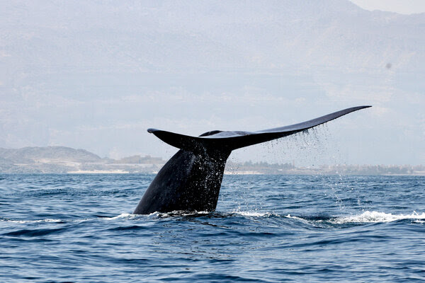 Una ballena azul en el Océano Índico