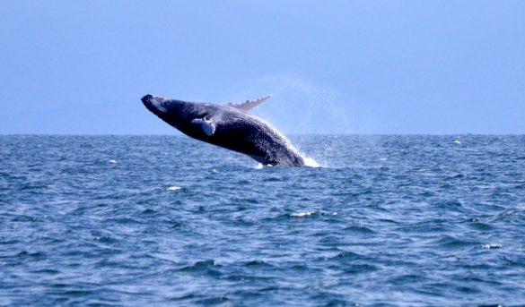 ReefJet abre excursiones a Samaná para el avistamiento de ballenas