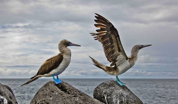 San Blas, el destino más codiciado del planeta para la observación de aves